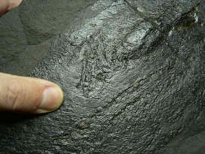 Pygopterus mit gefressenem Palaeoniscum im Bauch