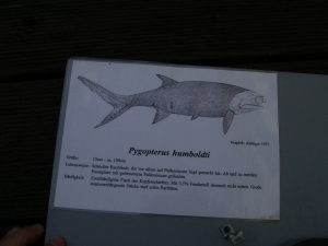 Pygopterus mit gefressenem Palaeoniscum im Bauch