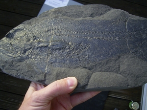 Pygopterus mit gefressenem Palaeoniscum im Bauch