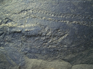 Pygopterus mit gefressenem Palaeoniscum im Bauch