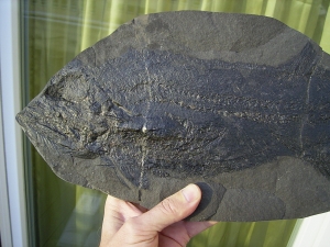 Pygopterus mit gefressenem Palaeoniscum im Bauch