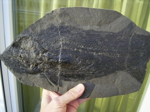 Pygopterus mit gefressenem Palaeoniscum im Bauch