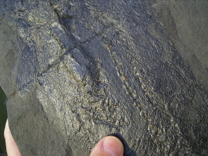 Pygopterus mit gefressenem Palaeoniscum im Bauch