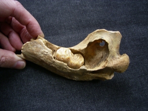 Höhlenbär Unterkiefer mit Zahn