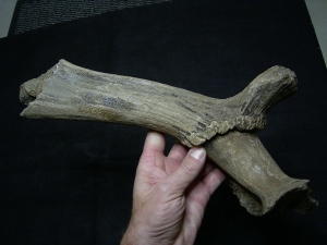 Riesenhirsch Schädelteil mit Geweih