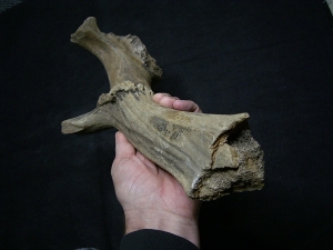 Riesenhirsch Schädelteil mit Geweih