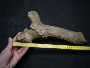 Riesenhirsch Schädelteil mit Geweih