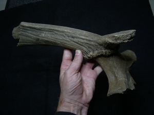 Riesenhirsch Schädelteil mit Geweih