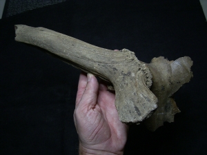Riesenhirsch Schädelteil mit Geweih