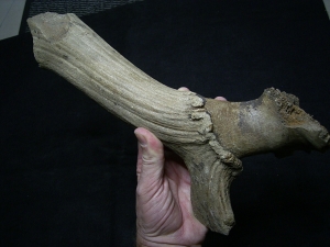 Riesenhirsch Schädelteil mit Geweih