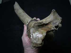 Riesenhirsch Schädelteil mit Geweih