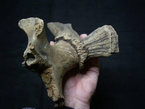 Riesenhirsch Schädelteil mit Geweih