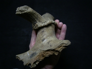 Riesenhirsch Schädelteil mit Geweih