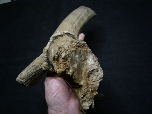 Riesenhirsch Schädelteil mit Geweih