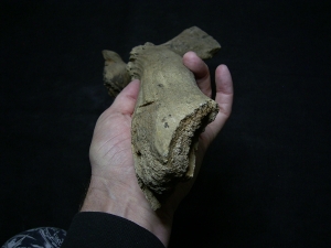 Riesenhirsch Schädelteil mit Geweih