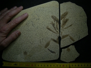 Fünfzehn Vogelfedern auf einer Platte - aus Frankreich - Highlight!