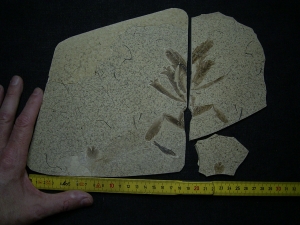 Fünfzehn Vogelfedern auf einer Platte - aus Frankreich - Highlight!