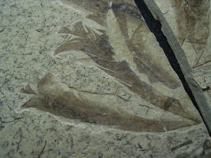 Fünfzehn Vogelfedern auf einer Platte - aus Frankreich - Highlight!