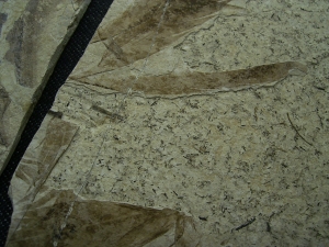 Fünfzehn Vogelfedern auf einer Platte - aus Frankreich - Highlight!