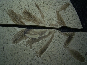 Fünfzehn Vogelfedern auf einer Platte - aus Frankreich - Highlight!