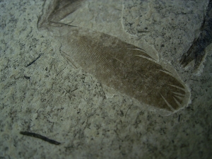 Fünfzehn Vogelfedern auf einer Platte - aus Frankreich - Highlight!