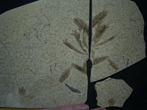 Fünfzehn Vogelfedern auf einer Platte - aus Frankreich - Highlight!