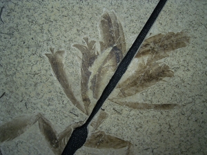 Fünfzehn Vogelfedern auf einer Platte - aus Frankreich - Highlight!