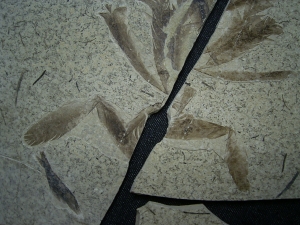 Fünfzehn Vogelfedern auf einer Platte - aus Frankreich - Highlight!