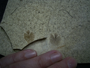 Fünfzehn Vogelfedern auf einer Platte - aus Frankreich - Highlight!