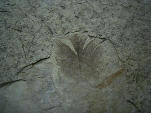 Fünfzehn Vogelfedern auf einer Platte - aus Frankreich - Highlight!