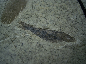 Fünfzehn Vogelfedern auf einer Platte - aus Frankreich - Highlight!