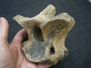 Woll-Nashorn Coelodonta Halswirbel