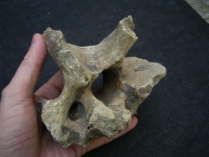 Woll-Nashorn Coelodonta Halswirbel