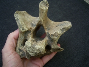 Woll-Nashorn Coelodonta Halswirbel