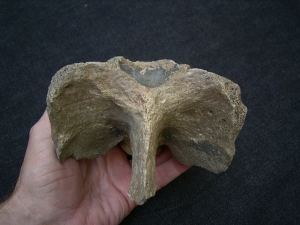 Woll-Nashorn Coelodonta Halswirbel