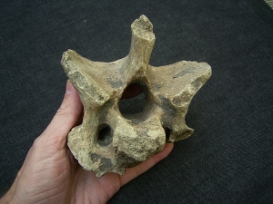 Woll-Nashorn Coelodonta Halswirbel