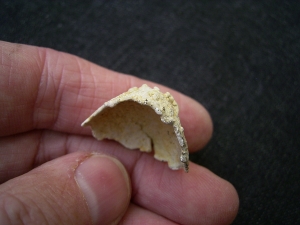 Vogel Ei Palaeolodus