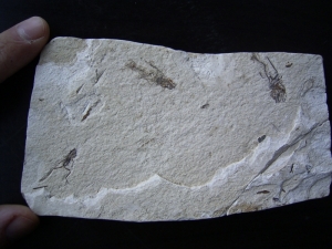 Frosch aus El Salvador