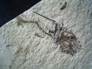 Frosch aus El Salvador