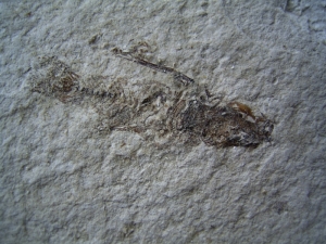 Frosch aus El Salvador