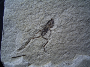 Frosch aus El Salvador