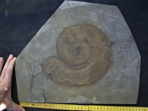 Harpoceras, großer Ammonit aus Holzmaden
