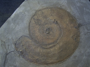 Harpoceras, großer Ammonit aus Holzmaden