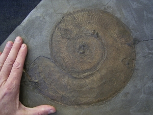 Harpoceras, großer Ammonit aus Holzmaden