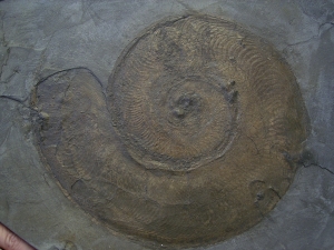 Harpoceras, großer Ammonit aus Holzmaden
