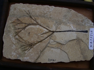 Pflanzenfossil Maffeia aus Monte Bolca