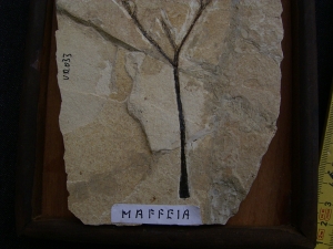 Pflanzenfossil Maffeia aus Monte Bolca