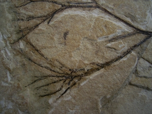 Pflanzenfossil Maffeia aus Monte Bolca