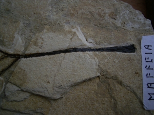 Pflanzenfossil Maffeia aus Monte Bolca