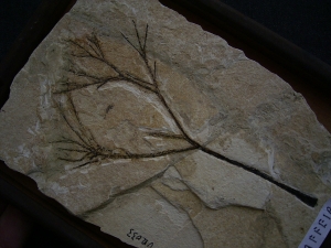 Pflanzenfossil Maffeia aus Monte Bolca